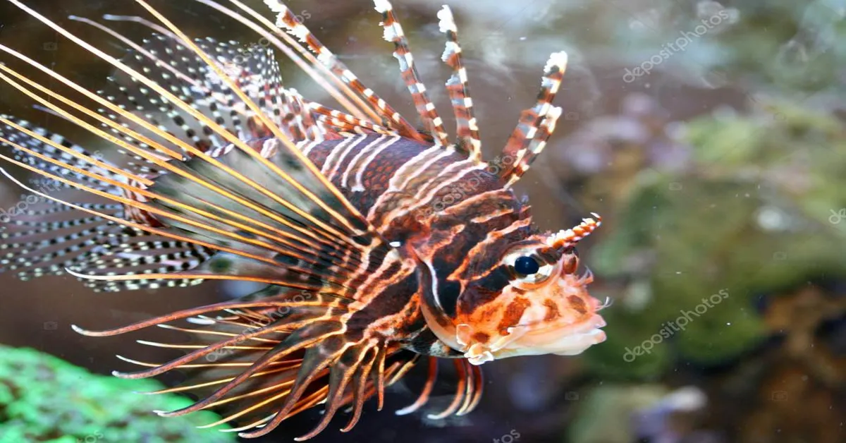 fish antenna topper